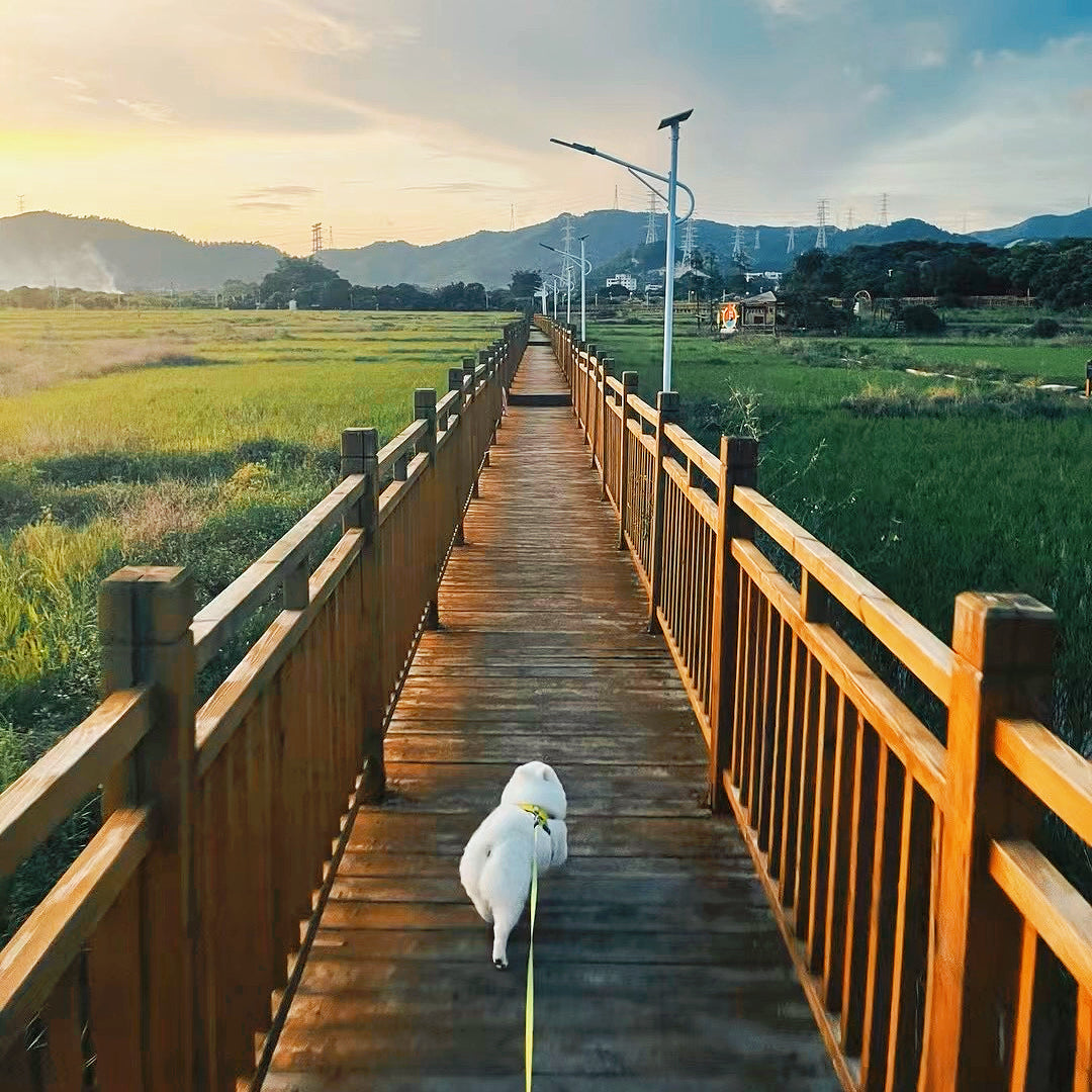 Born to Be Xiongben: The Journey of a Dog, a Family, and a Way of Life